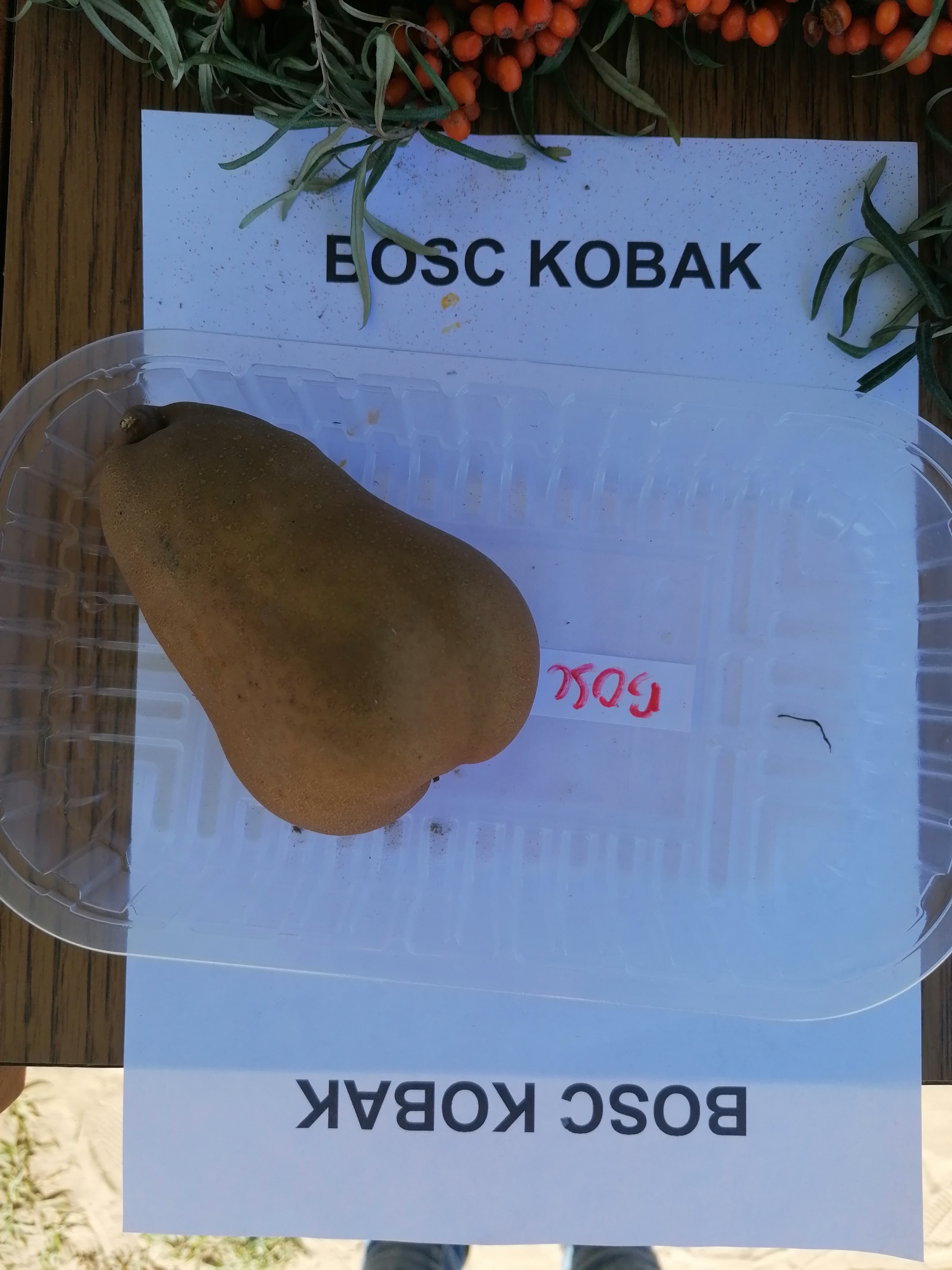 Bosc kobak körtefa